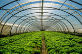 Greenhouse nursery for the cultivation of salad and other vegatable