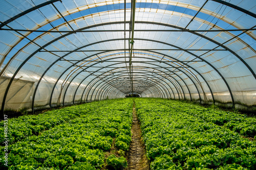 Fotografía Greenhouse nursery for the cultivation of salad and other vegatable