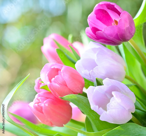 Tulpen, ganz nah - 49699547