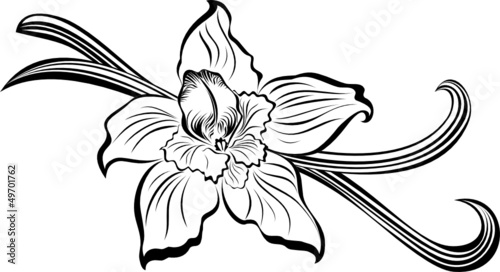 Naklejka nad blat kuchenny Vanilla pods and flower