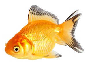 Gold fish. Isolation on the white