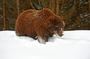 Canvas Print - Brown bear