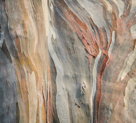 background of rainbow eucalyptus tree bark