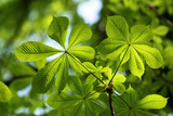 Fototapeta Na drzwi - Green Chestnut Leaves in beautiful light