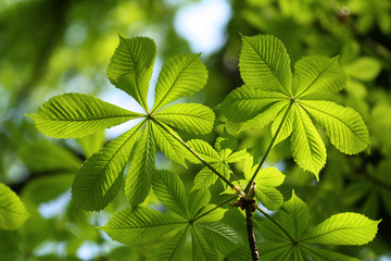 Green Chestnut Leaves in beautiful light