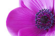 macro inside a purple anemone flower