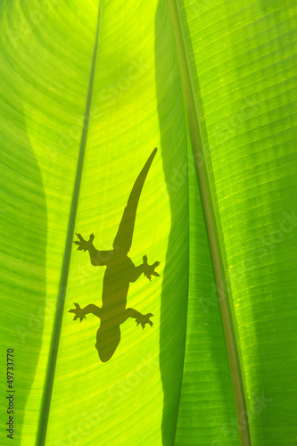Naklejka na drzwi shadow of a gecko on a banana's leaf
