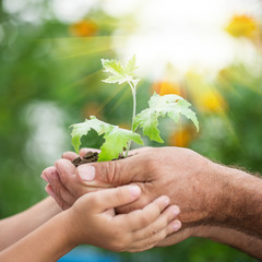 Wall Mural - Young plant against green background