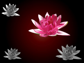 Wall Mural - pink water lily flower on dark background