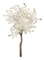 Wall Mural - white color isolated blooming apple tree