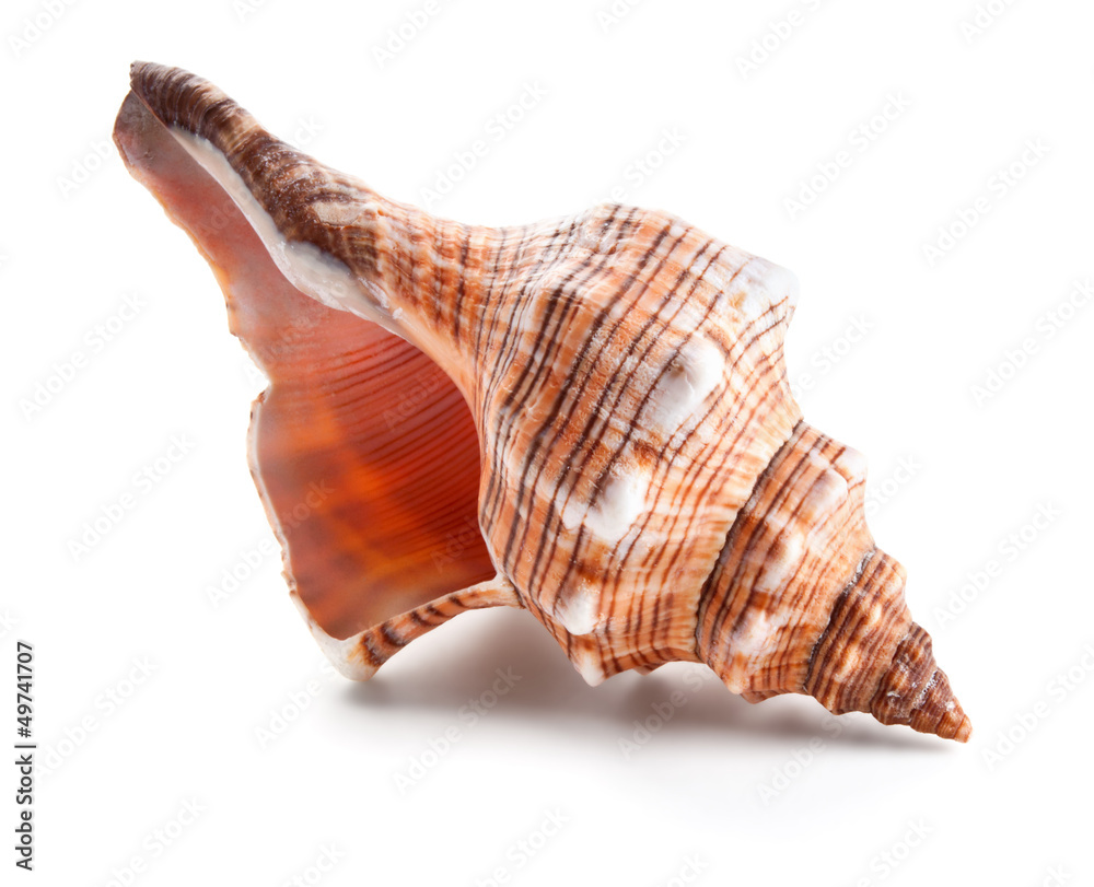 Seashell in close-up isolated on a white - obrazy, fototapety, plakaty 