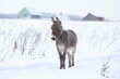 Grey donkey in winter field