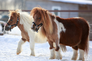 Wall Mural - mini Horses at winter