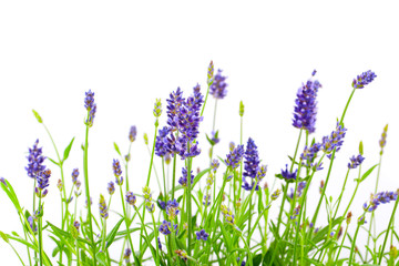 Wall Mural - flower of lavender on a white background