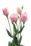 Fototapeta Tulipany - Pink Eustoma on white background