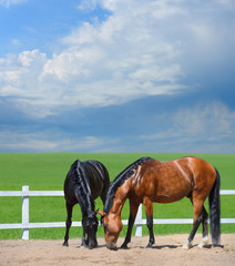 Two horses walk on manege