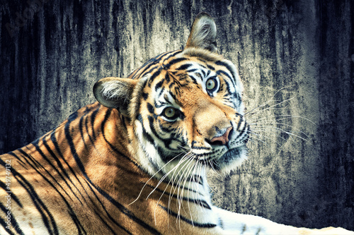 Fototapeta na wymiar Tiger against grunge wall