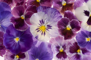 Wall Mural - pansy