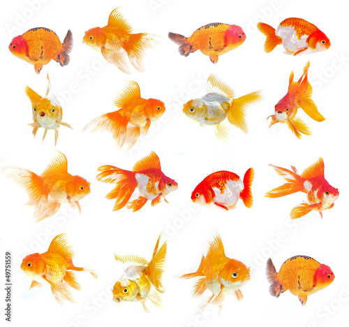Fotografía Set of Goldfish on White Background