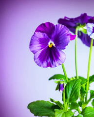 Sticker - Purple pansy flowers