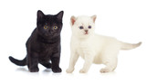 Fototapeta Koty - black and white British kittens