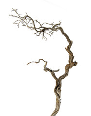 Dry branch