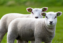 Close-up Of Two Lambs