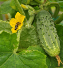 Bee In The Flower Of Cucumber