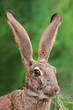 Scrub hare portrait