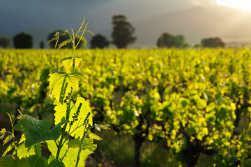 Wall Mural - Vine leaves against a background of lush green vineyards