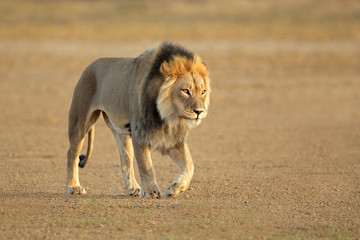 Wall Mural - walking african lion