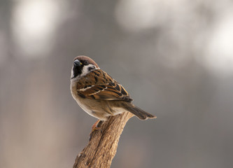 Sticker - Sparrow