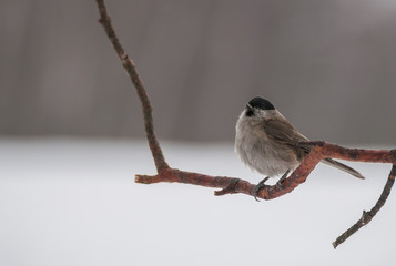 Sticker - Poecile palustris