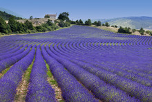 Endless Rows In Lavender Field (Provence,France)
