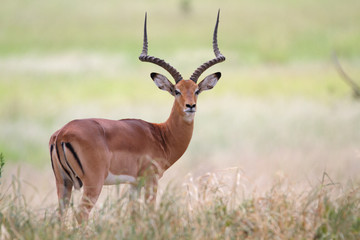 frontal view of impala antelope