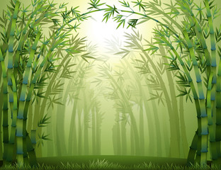 Wall Mural - Bamboo trees inside the forest