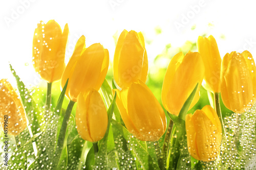 Yellow tulips - 49799621