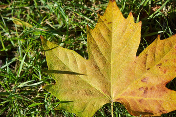 Wall Mural - yellow autumn leaf on grass