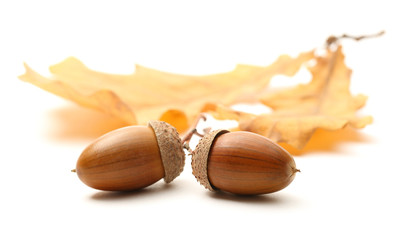 Fresh acorn with dried leaves