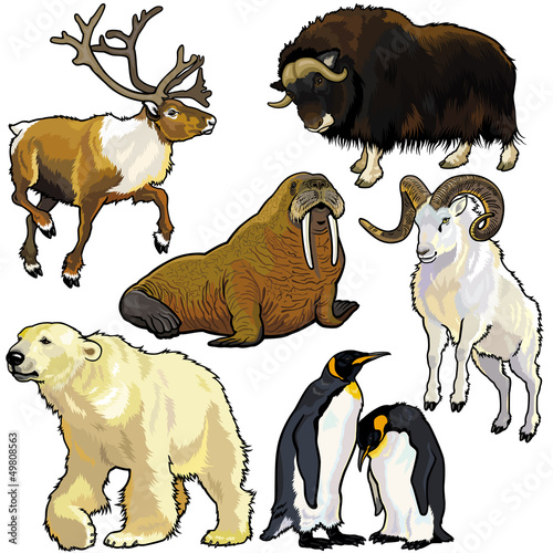 Fototapeta na wymiar set with wild animals of arctic
