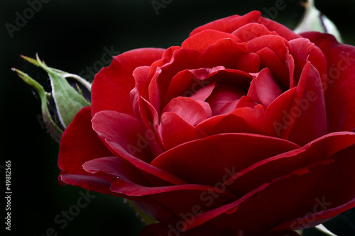 Naklejka - mata magnetyczna na lodówkę Macro di una rosa rossa con bocciolo