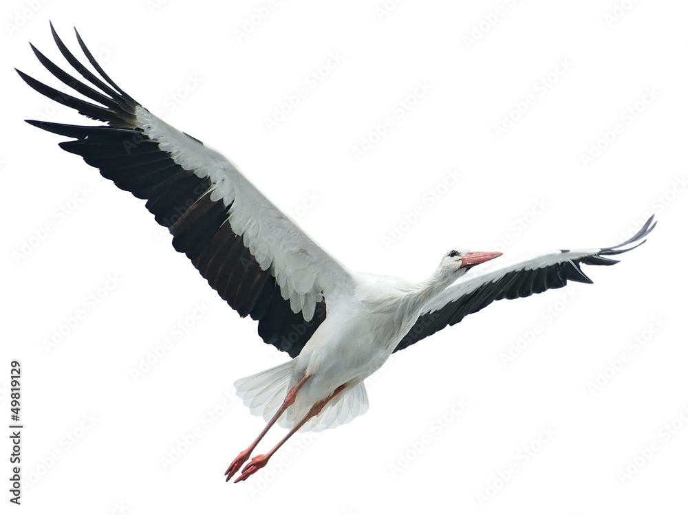 Flying stork isolated on white background - obrazy, fototapety, plakaty 