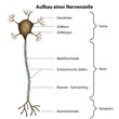Aufbau einer Nervenzelle