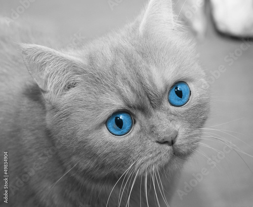kot-z-niebieskimi-oczami