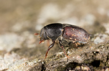 Canvas Print - European oak bark beetle, Scolytus intricatus, extreme close-up