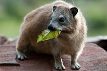 Rock Hyrax With Leave In Mouth.