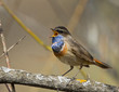 Singing Bluethroat on branch