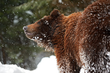 Canvas Print - Brown bear