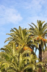 Canvas Print - plage de Gigaro