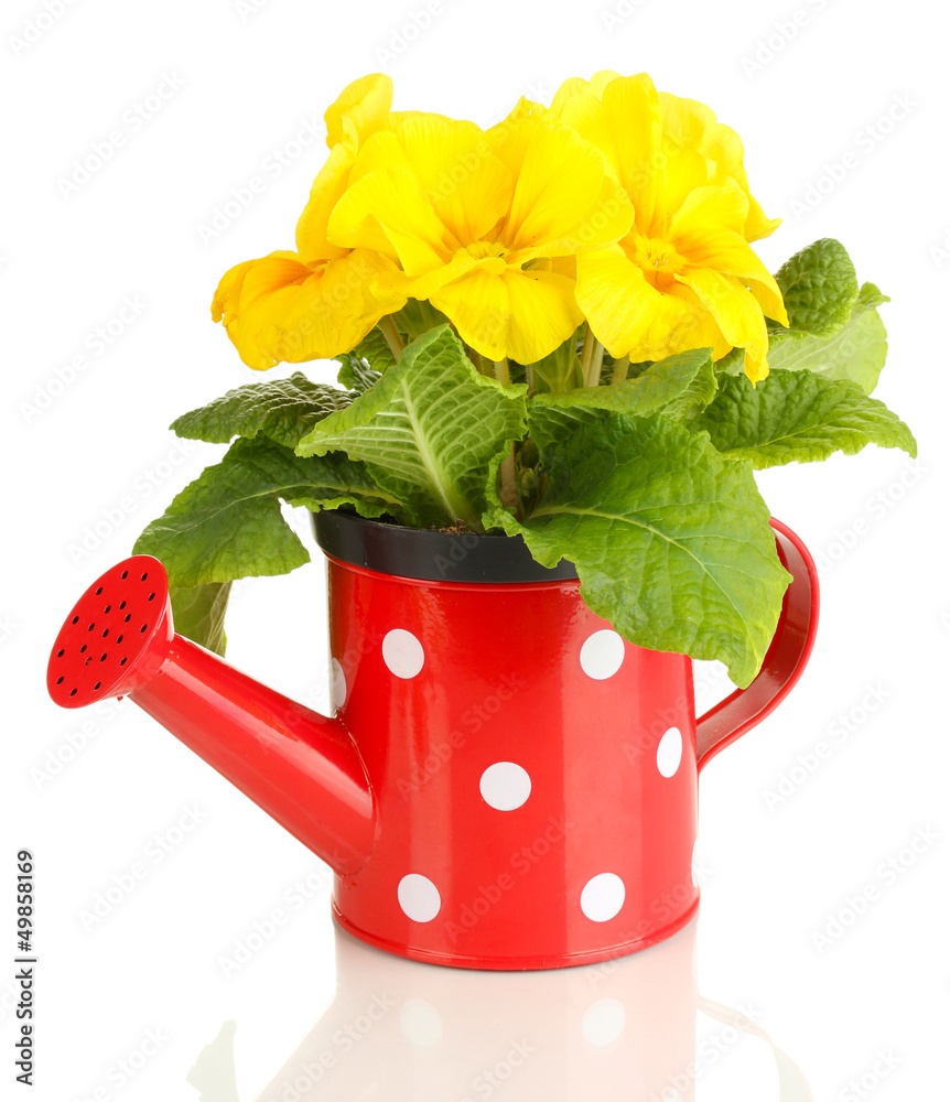 Beautiful yellow primula in watering can, isolated on white